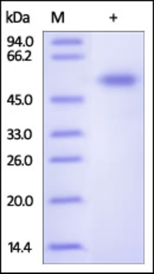 Frizzled 7 Recombinant Protein