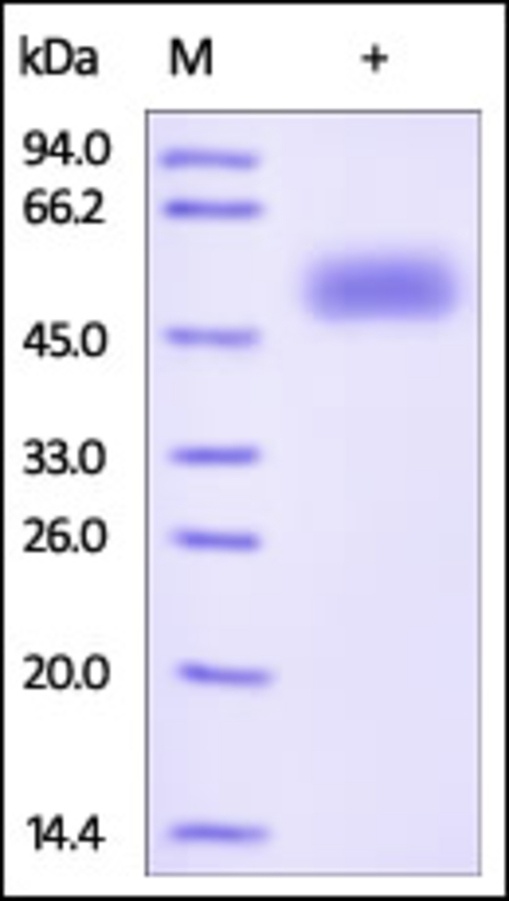 Frizzled 5 Recombinant Protein