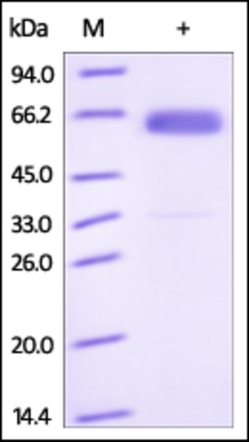 Frizzled 4 Recombinant Protein