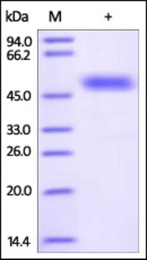 Frizzled 2 Recombinant Protein