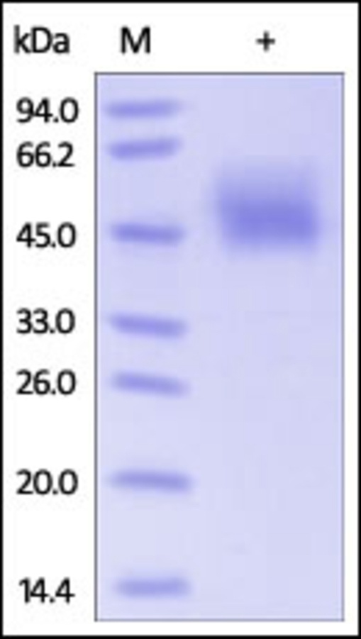 CD86 Recombinant Protein