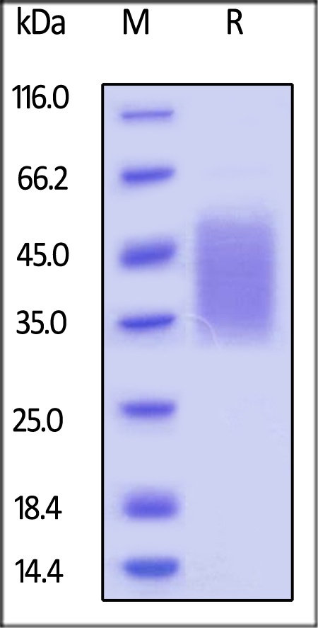 Rhesus macaque CD47 Recombinant Protein