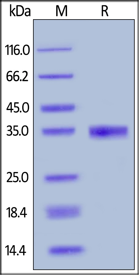 EGF Recombinant Protein
