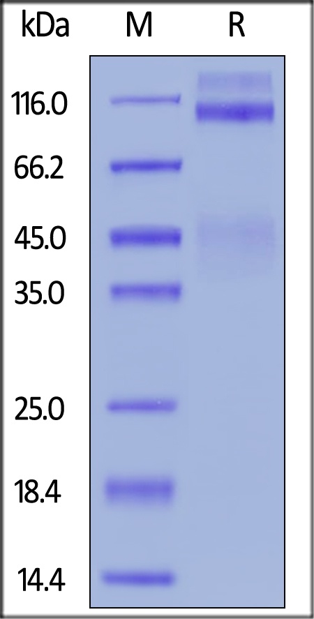 IGF-I R / CD221 Recombinant Protein