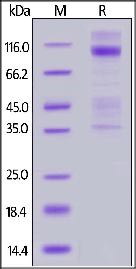 IGF-I R / CD221 Recombinant Protein
