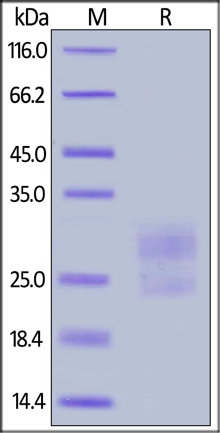 ICOS / CD278 (C137S, C138S) Recombinant Protein