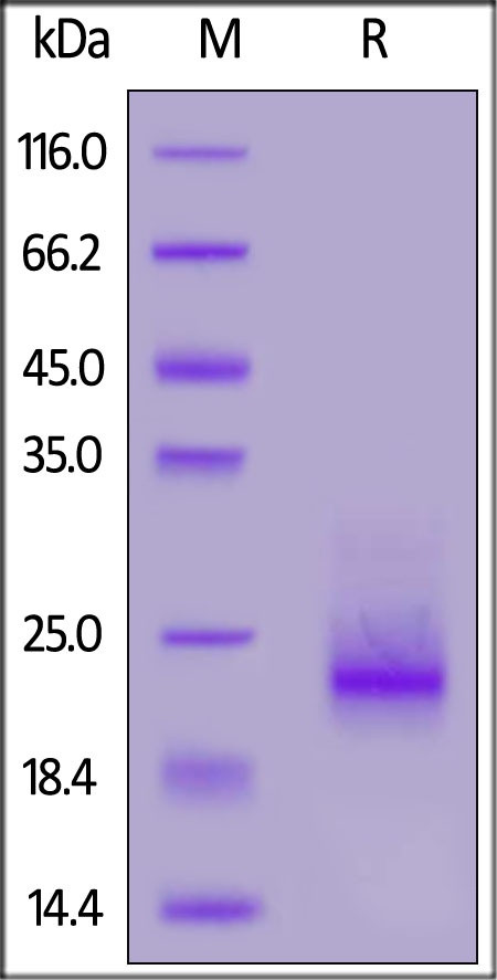 Frizzled-10 / FZD10 Recombinant Protein