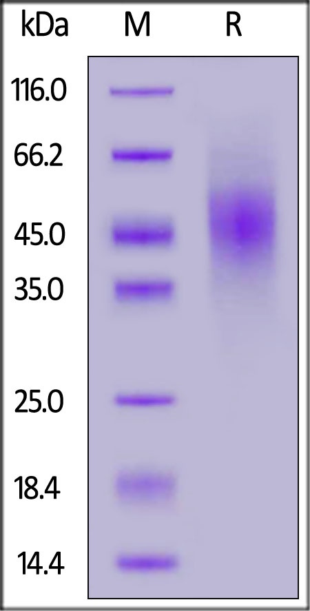 FGF R2 (IIIb) Recombinant Protein