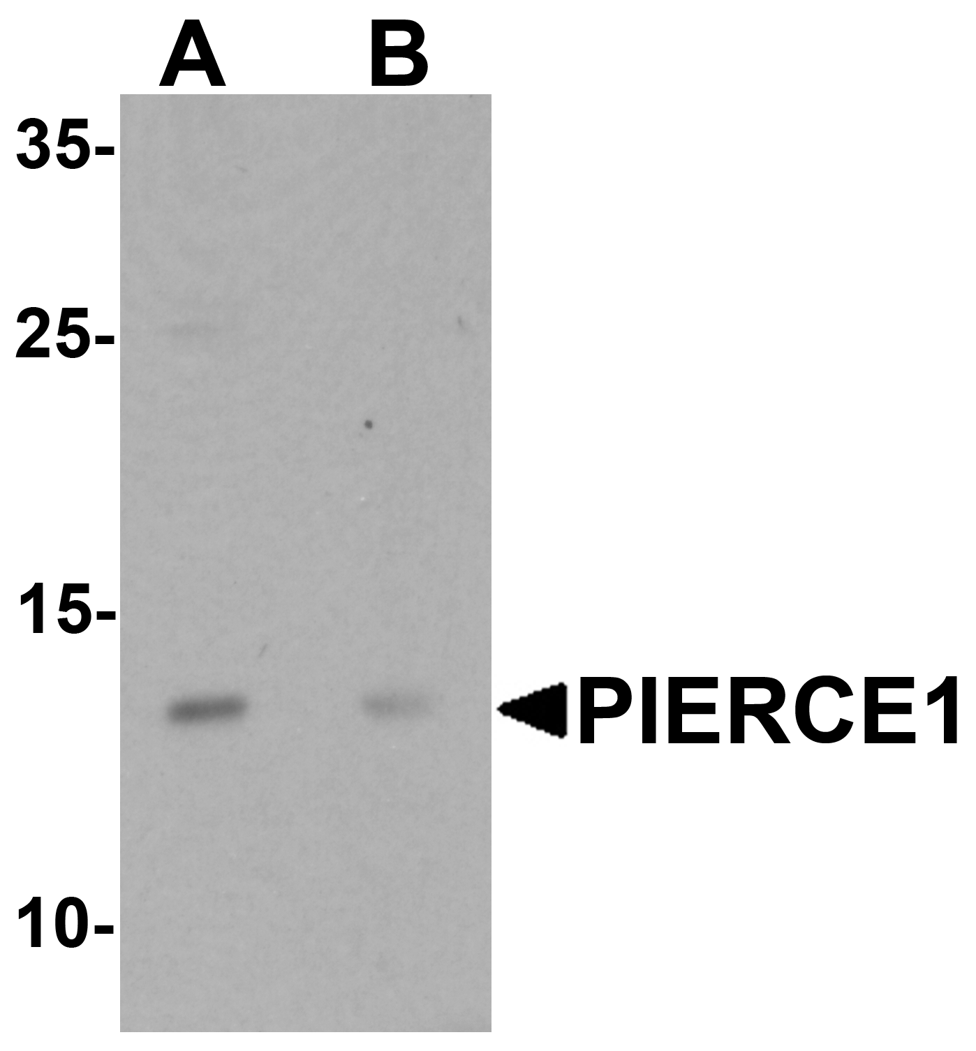 PIERCE1 Peptide