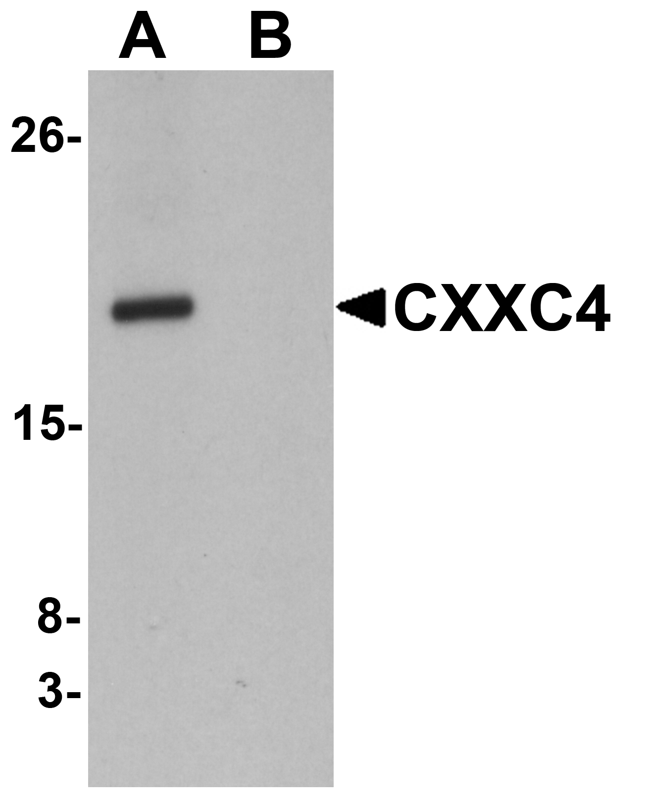 CXXC4 Peptide