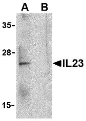 IL-23 Peptide