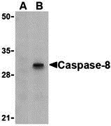 Caspase-8 Peptide