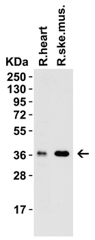 PEX10 Antibody