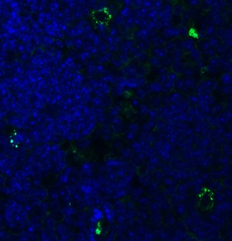 PEX3 Antibody