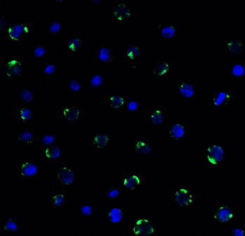 PEX3 Antibody