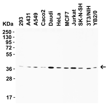 AIMF2 Antibody