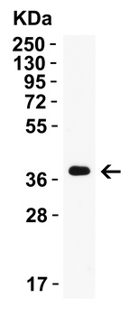 AIMF2 Antibody