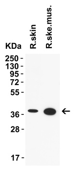 AIMF2 Antibody