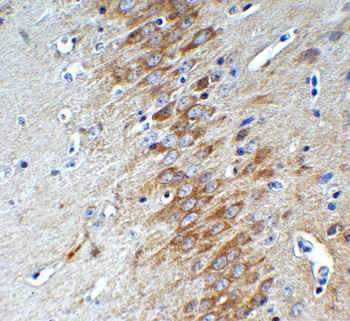 AIMF2 Antibody