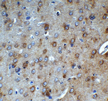 AIMF2 Antibody