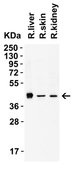 AIMF2 Antibody