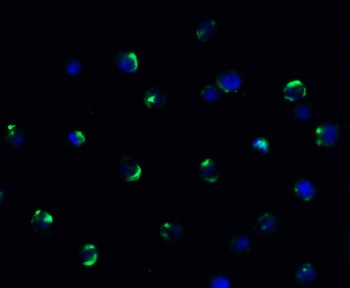 AIMF2 Antibody