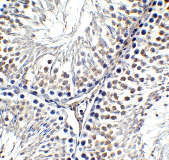 AIMF2 Antibody
