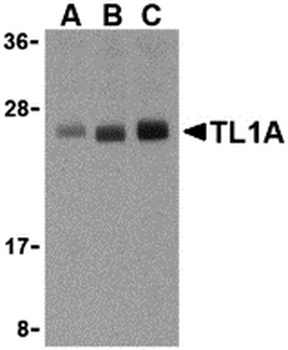 TNFSF15 Antibody