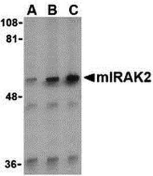 Irak2 Antibody