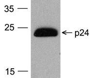 GAG Antibody (HRP)