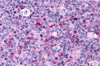 CASP3 Antibody