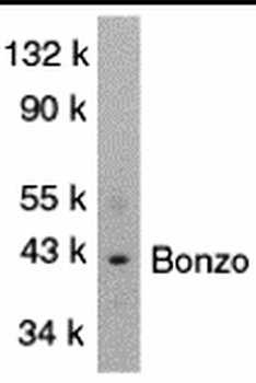CXCR6 Antibody