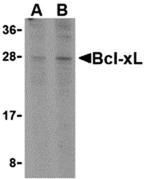 BCL2L1 Antibody