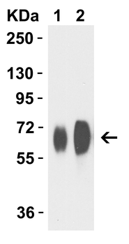 Avian Influenza A H7N9 Neuraminidase Antibody