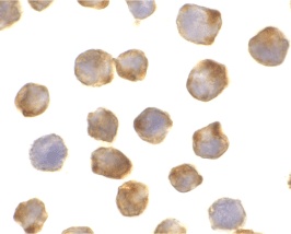 APAF1 Antibody
