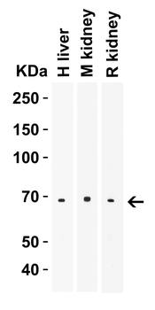 Slc39a14 Antibody