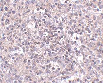 Slc39a10 Antibody