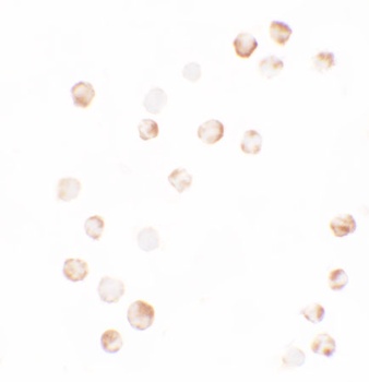 YPEL4 Antibody
