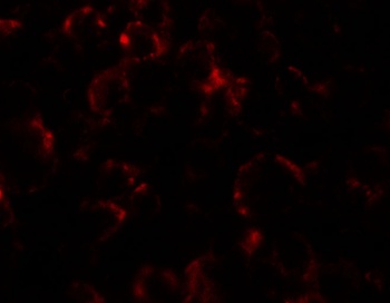 YPEL4 Antibody
