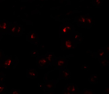 YPEL3 Antibody