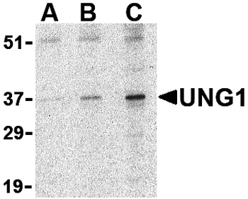 UNG Antibody