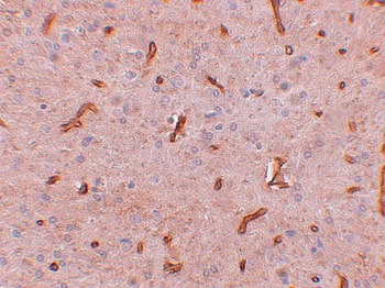 GID8 Antibody