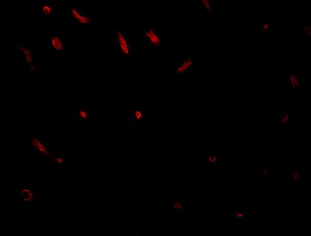 GID8 Antibody