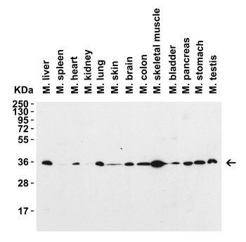 SIGLEC15 Antibody