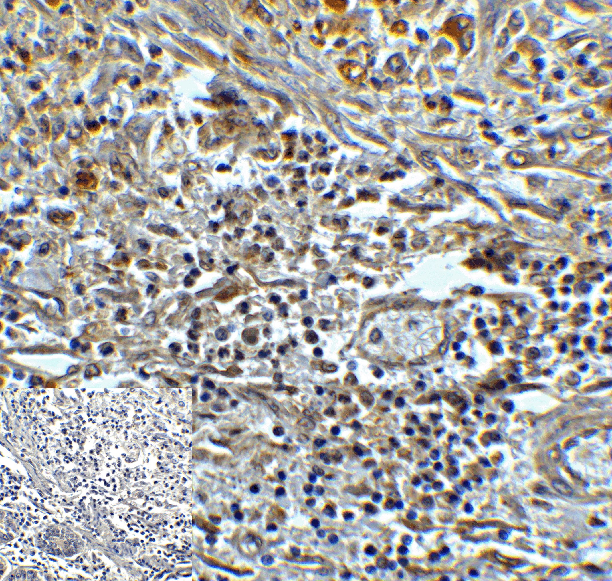TMIGD2 Antibody