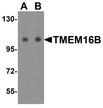 ANO2 Antibody