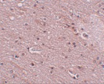 ANO2 Antibody