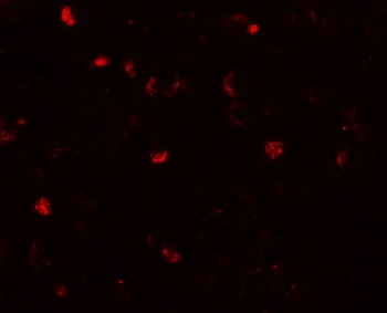 ANO2 Antibody