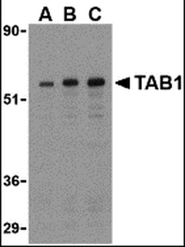 TAB1 Antibody