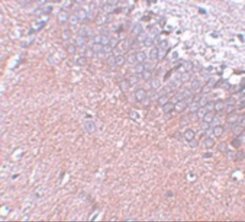 SYNGR4 Antibody